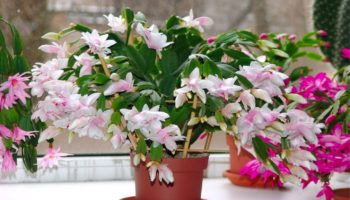 Jakie rośliny domowe kwitną - 8 niesamowitych gatunków